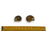 F 03879
<br/>
<br/>
<em></em>